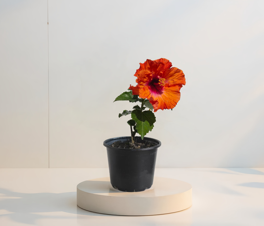 Hibiscus portocaliu bicolor 2