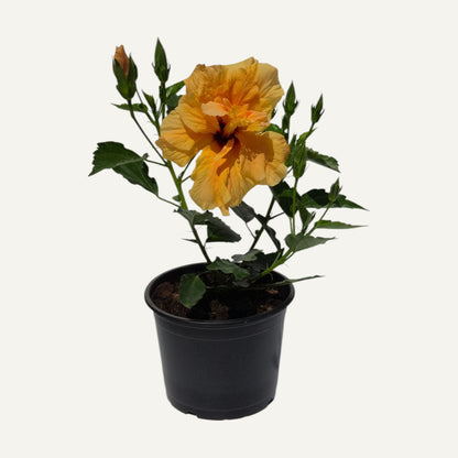 Hibiscus Portocaliu Batut