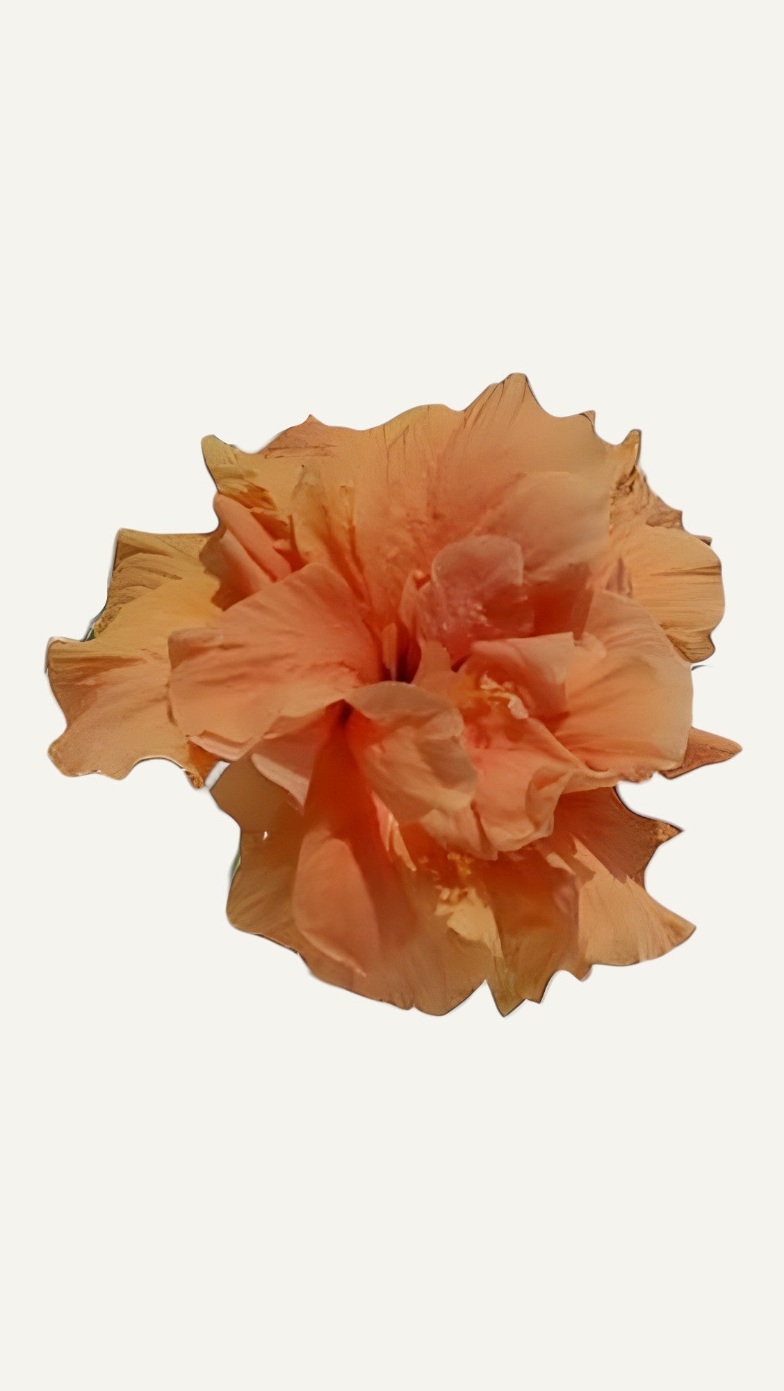 Hibiscus Portocaliu Batut  (trandafir japonez) in ghiveci de 13 cm - flori decorative