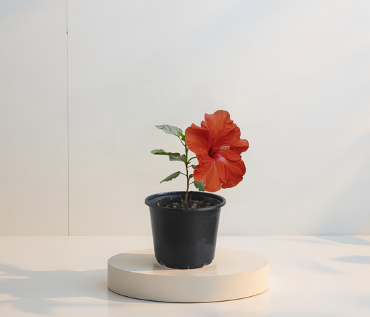 Hibiscus Portocaliu Simplu