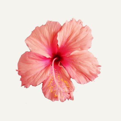 Hibiscus Dainty Pink