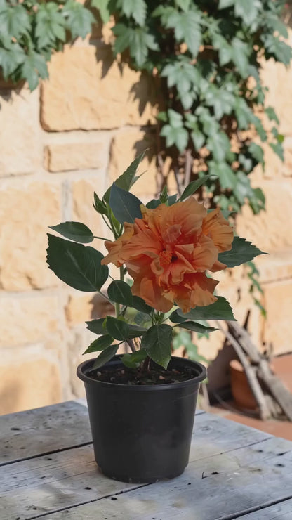 Hibiscus Portocaliu Batut  (trandafir japonez) in ghiveci de 13 cm - flori decorative