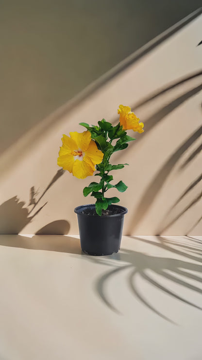 Hibiscus tropical galben  (trandafir japonez hibrid) in ghiveci de 13 cm - flori decorative