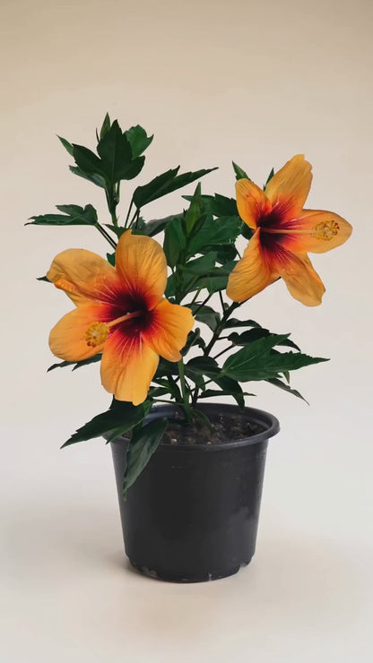 Hibiscus Tropical Hawaii-Sunset  (trandafir japonez hibrid) in ghiveci de 13 cm - flori decorative