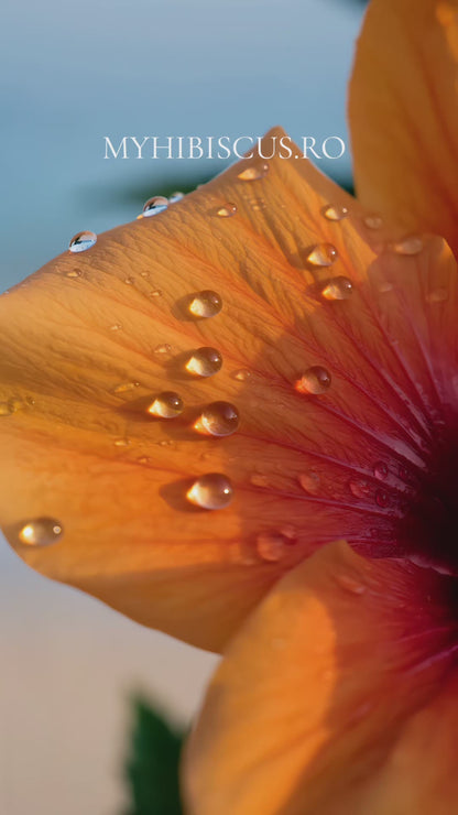 Pachet 3 Hibiscus Tropical Miami-Flame, Tropical Galben, Hawaii-Sunset