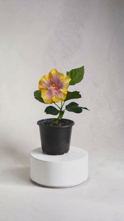 Hibiscus Tropical Miami-Flame  (trandafir japonez hibrid) in ghiveci de 13 cm - flori decorative