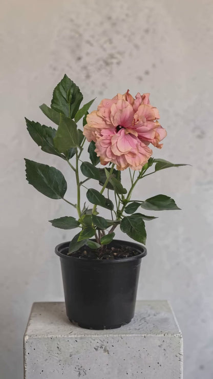 Hibiscus Roz Batut  (trandafir japonez) in ghiveci de 13 cm - flori decorative