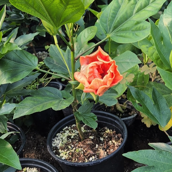 hibiscus hibrid infloreste 