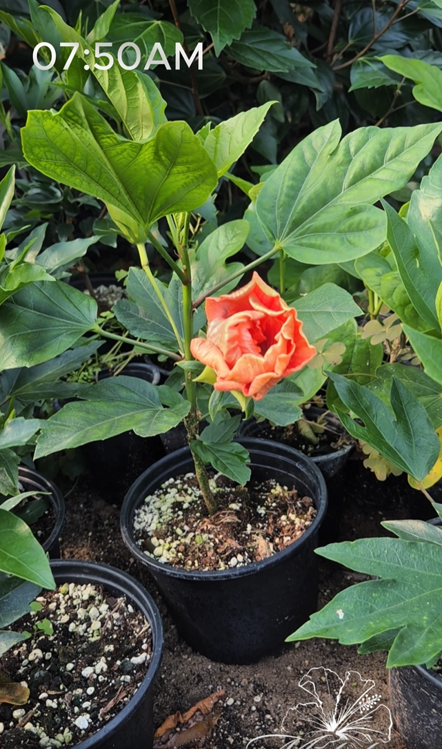 hibiscus hibrid infloreste 