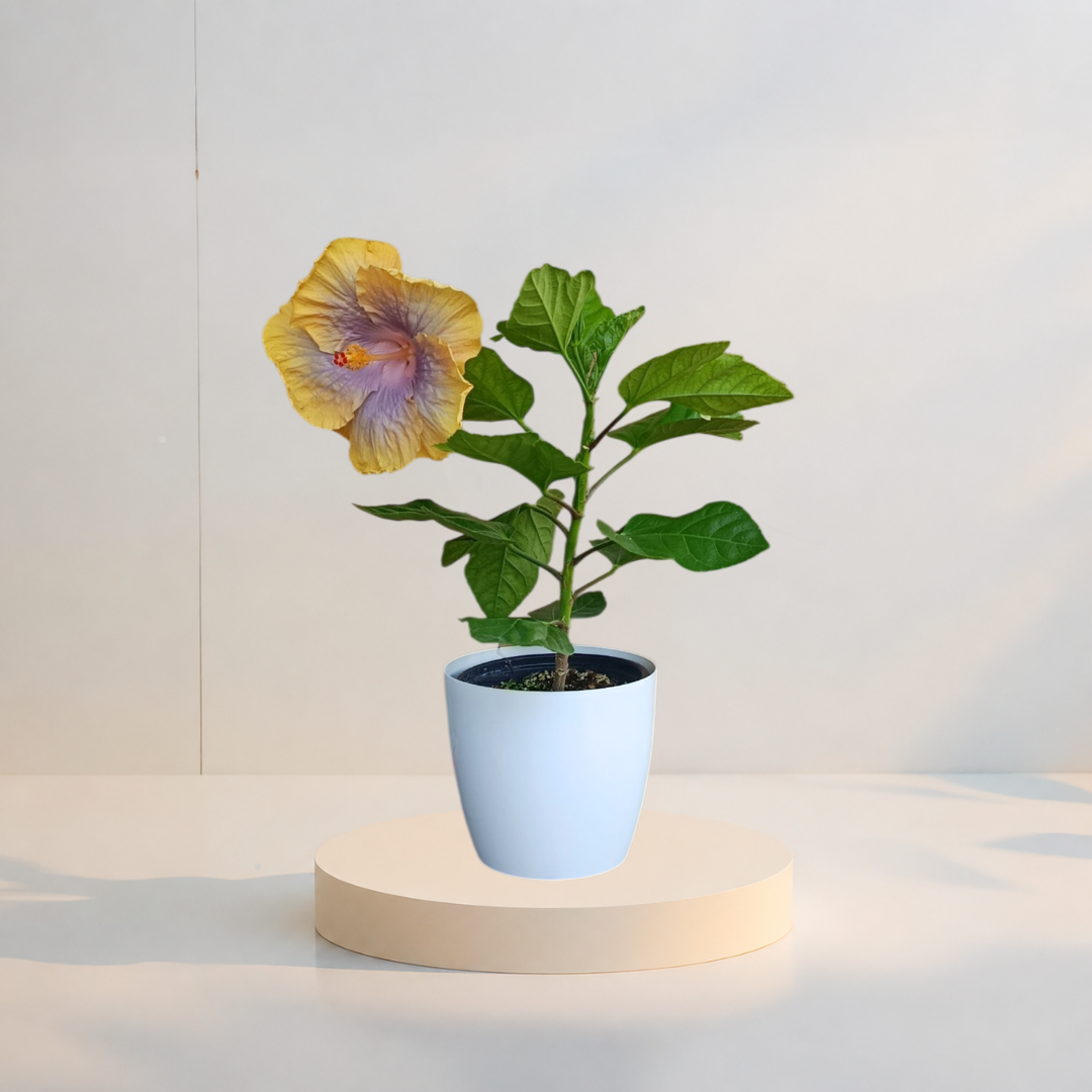 Hibiscus Tropical Miami-Flame  (trandafir japonez hibrid) in ghiveci de 13 cm - flori decorative