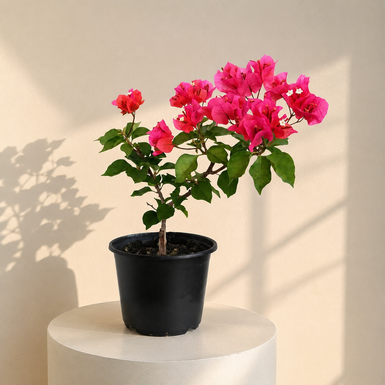 Floare De Hartie(Bougainvillea)