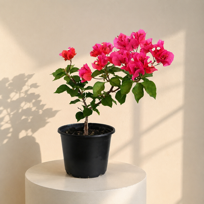 Floare De Hartie(Bougainvillea)