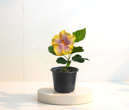 Hibiscus Tropical Miami-Flame  (trandafir japonez hibrid) in ghiveci de 13 cm - flori decorative