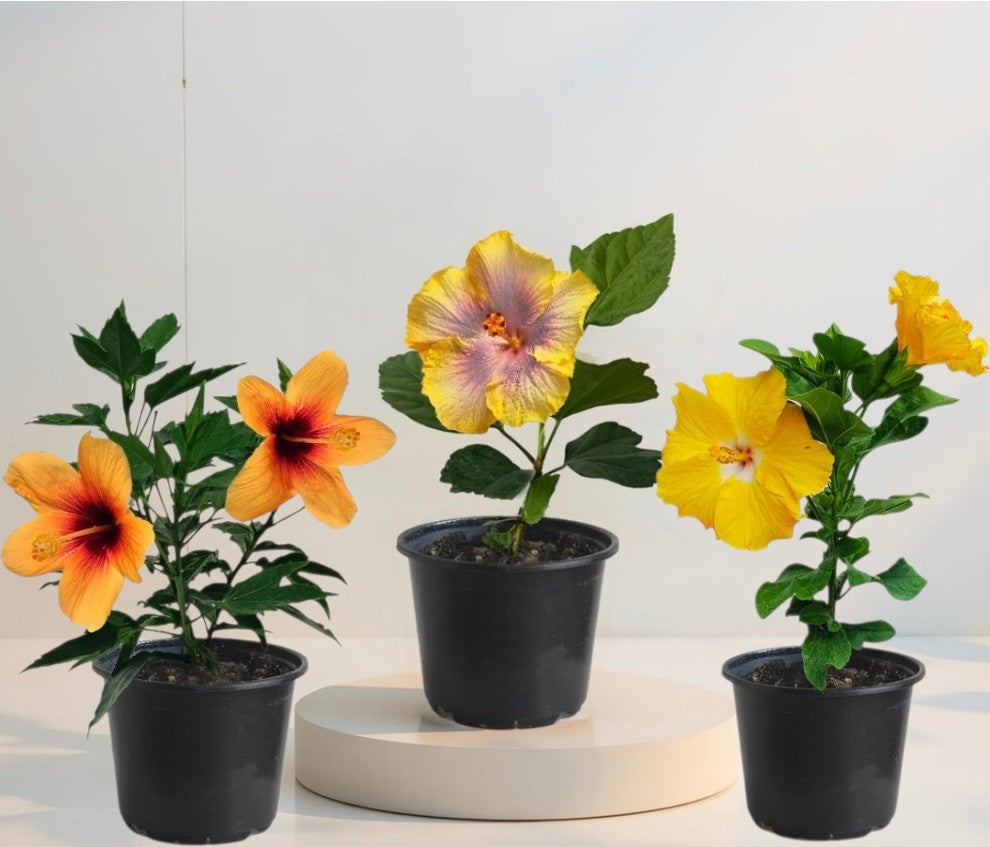 Pachet 3 Hibiscus Tropical Miami-Flame, Tropical Galben, Hawaii-Sunset