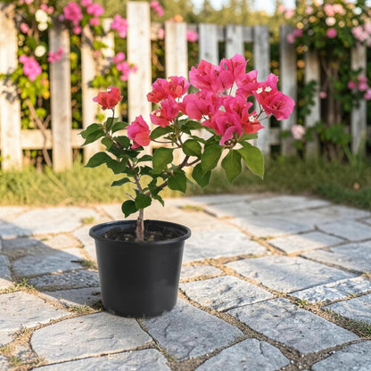 Floare De Hartie(Bougainvillea)