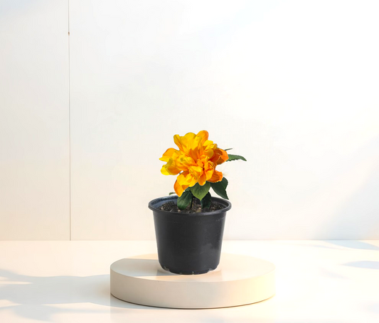 Hibiscus Galben Batut Koenig  (trandafir japonez) in ghiveci de 13 cm - flori decorative