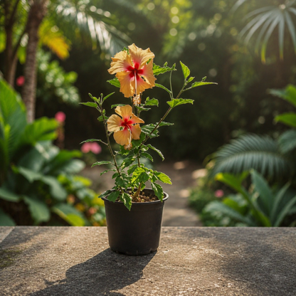 Hibiscus Dainty Cream  (trandafir japonez) in ghiveci de 13 cm - flori decorative