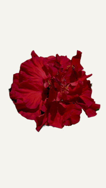 Hibiscus Rosu Batut  (trandafir japonez) in ghiveci de 13 cm - flori decorative