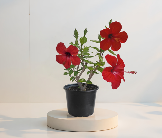 Hibiscus Rosu Simplu