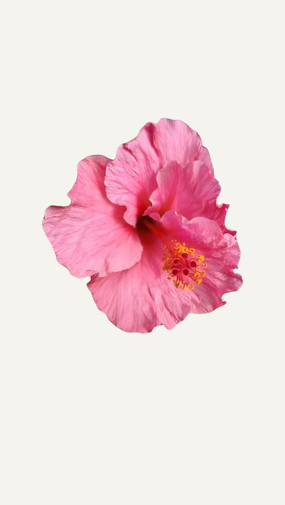 Hibiscus Roz Simplu  (trandafir japonez) in ghiveci de 13 cm - flori decorative