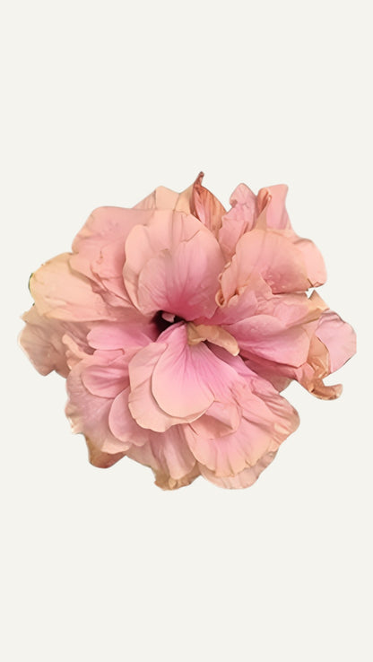 Hibiscus Roz Batut  (trandafir japonez) in ghiveci de 13 cm - flori decorative