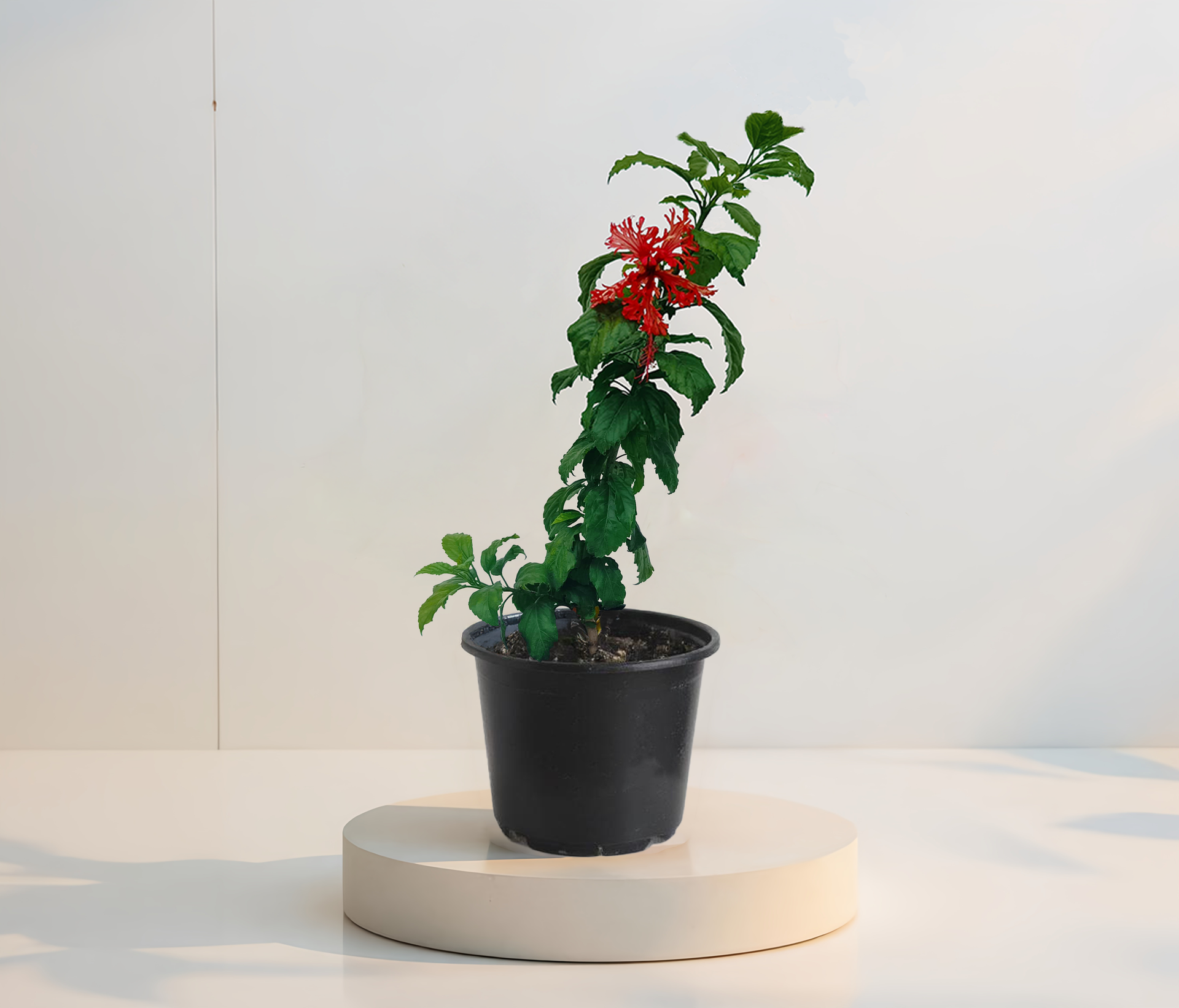 Hibiscus Schizopetalus (Lanterna japoneza) in ghiveci de 13 cm