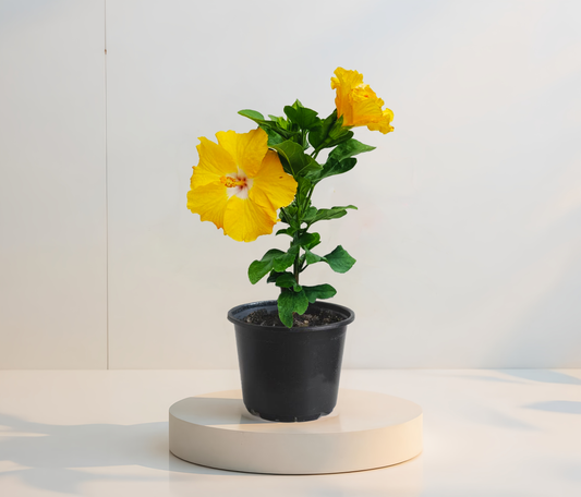 Hibiscus tropical galben